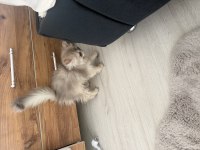 British longhair ay12 blue golden