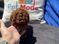 Yasal ruhsatlı çiftlikde ziyarete açık toy poodle 