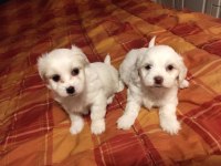 Ev Doğumu Maltipoo Yavrularımız