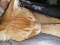 7 aylık aşıları tam erkek british shorthair kedimiz