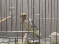 2 Adet Pearl Sultan Papağanın Yavrusu