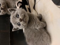 British shorthair yavru kedimiz