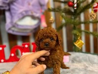 Yakışıklı Poodle Oğlumuz Star