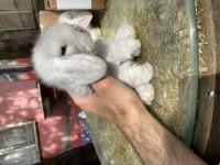 VETERİNER HEKİMDEN RENK RENK HOLLANDA LOP TAVŞANLAR