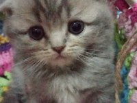 İlk görüşte aşk scottish fold