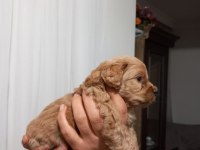 MALTİPOO BEBEKLER