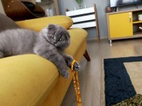 3 aylık scottish fold erkek