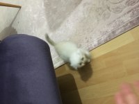 2.5 aylık scottish fold longhair