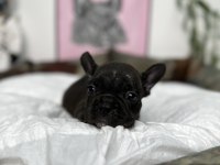 FRENCH BULLDOG BEBEKLER