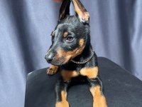 Safkan doberman