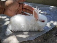 Renk cücesi tavşan himalayan renk