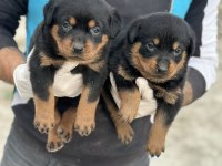 Sağlam Karakter Güçlü Irk Sevgi Dolu Köpekler