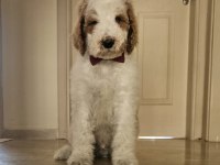 GIANT (DEV) POODLE YAVRULAR