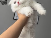 Sıfır kulak longhair scottish fold