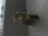 Yuvasını arayan minik scottish fold bebek