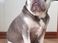 Lilac tan quad french bulldog