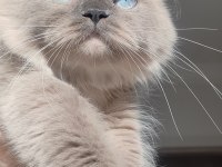 British Blue Point Longhair