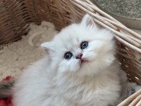 Muhteşem anne babadan british shorthair yavrular