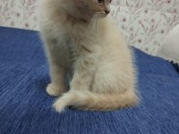 BRİTİSH SHORTHAİR YAVRULARI