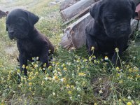 Cane corso a kalite bebekler