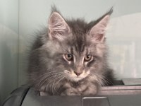 Show kalite maine coon yavrularımızı canlı görün