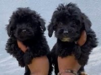 Siyah maltipoo sahiplendirme