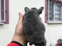23 Kasım doğumlu blue french bulldog yavrumuz