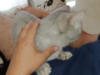 Ücretsiz British Shorthair Kedimiz