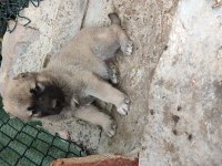 Şampiyon Kangal yavruları ilk defa sahnede