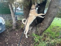 Kangal Aslan Pusat İçin Hak Ettiği Bir Yuva