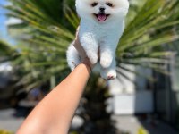 Orjinal Pomeranian Boo