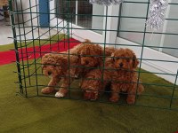 Toy poodle köpekleri