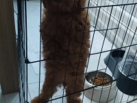 Acil Toy Poodle