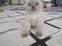 1 buçuk aylık kediler