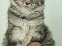 Mco Dişi Silver Tabby Blotches