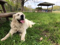 Golden Retriever Acil Yuva