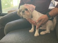 1 yaşında Shih-Tzu kızımız