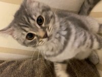 British Shorthair Silver Tabby