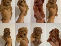 25K Poodle Bebeklerim