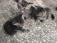 Kırma iran kedisi yavrusu