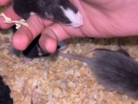5 ADET ERKEK RAT YAVRUSU