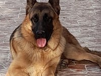 7 aylık ve yetişkin secereli Alman çoban köpeklerimiz