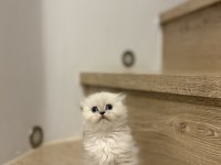 SCOTTISH FOLD LONGHAIR YAVRULARIM 