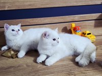 British shorthair süper kalite