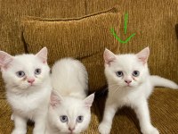 Antalyada Mavi gözlü beyaz british shorthair