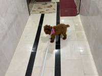 2 Erkek poodle
