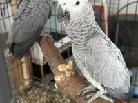 BEBEK JAKO PAPAĞANLARI