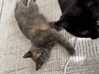 Tüyleri puf puf british shorthair kızım safiş