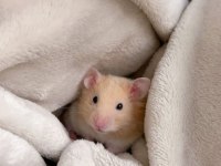 HAMSTER GONZALES YAVRULARIMIZ HERYERE GÖNDERİM