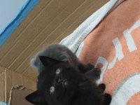 Tatlış british shorthair miniklerimiz